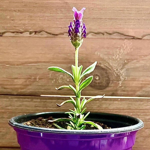 Live Lavender Plant | Fragrant Starter Plant (4 inch pot) | Mother’s Day