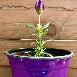 Levende lavendelplant | 4 inch pot lavendel | Verse lavendel | Lavendelplant | Voorgerecht plant lavendel | Babylavendel | Pasen