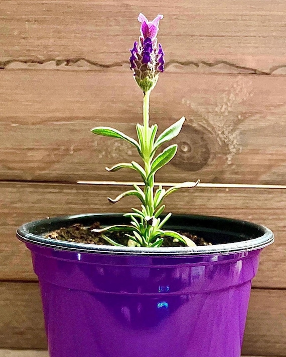 Live Lavender Plant | Fragrant Starter Plant (4 Inch Pot) | Mother's Day -  Etsy Israel