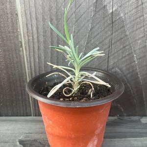 Lavender Live Plant | 4 inch pot Lavender | Fresh Lavender | Lavender plant | Starter Plant Lavender | Baby Lavender | Live Lavender
