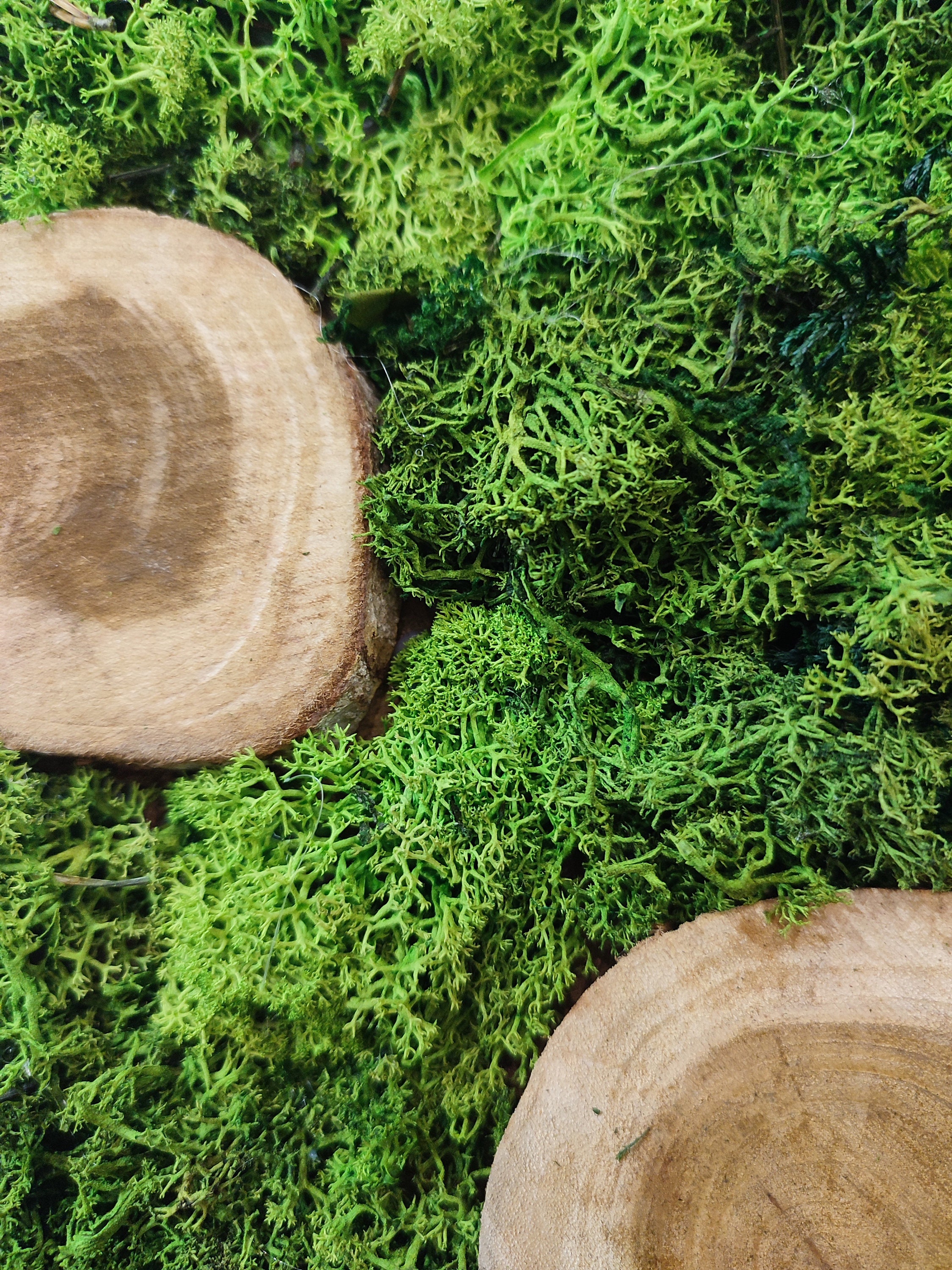 Unique Moss Wall Art Living Moss Artwork Botanical Wall Etsy