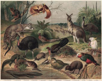 Fauna australiana (1897)
