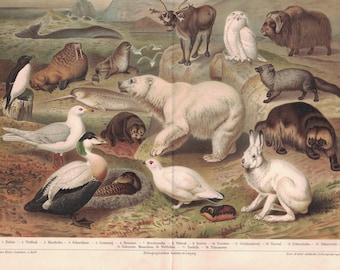 Fauna Ártica (1897)