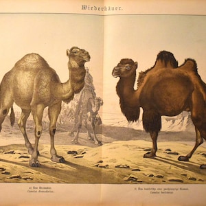 Op de afbeelding: Oude illustratie van twee kamelen, één lichtbruin en de andere donkerbruin, staand op een zanderige ondergrond. De illustratie komt uit een oud boek, met tekst bovenaan en onderaan, en een vage figuur op de achtergrond. De kamelen zijn de focus van de afbeelding.