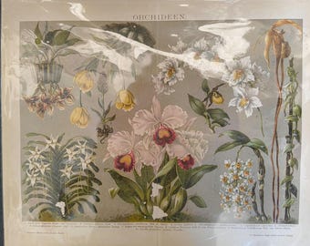 Orquídeas