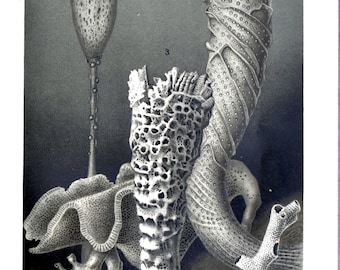 Esponjas de vidro (1894)