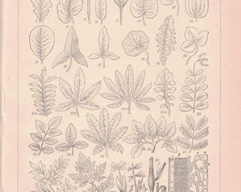 Blatt (1894)