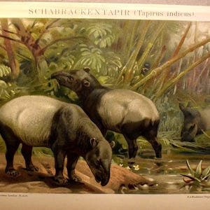 Tapir malayo (1895)