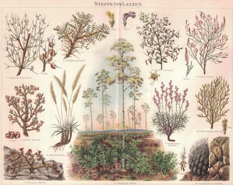 Plantes des steppes (1897)