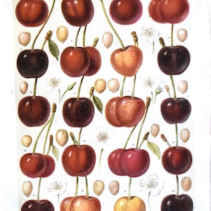 Könnte beinhalten: Vintage botanische Illustration verschiedener Kirschsorten. Das Bild zeigt Kirschen in Rot-, Gelb- und Schwarztönen mit grünen Stielen und weißen Blüten. Der Text "KIRSCHEN" steht oben.