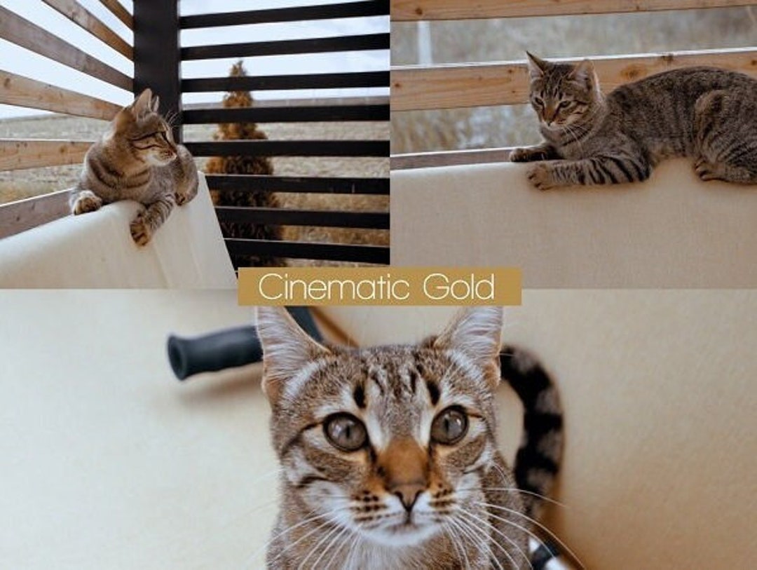 5 Cinematic Color Grading Luts: Transform Your Videos With Pro-quality ...