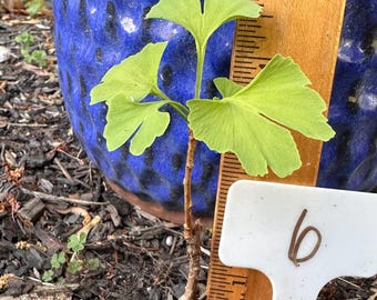 Choose Your Exact Ginkgo Tree – 1 Year Old Live Ginkgo Biloba Seedling – Spring Budding Sapling