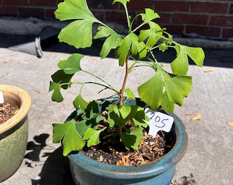 Living Ginkgo Biloba Sapling | Ancient Tree Seedling Grown from Historic Greensboro Specimen | You Choose