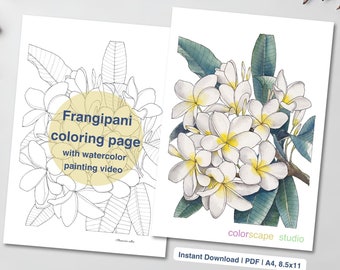 Página para colorear de flores de Frangipani - Página para colorear de acuarela imprimible para adultos con tutoriales