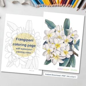 May include: Two Frangipani coloring pages. One is a black and white outline, the other is a watercolor painting of white and yellow flowers with green leaves. Text on the pages reads "Frangipani coloring page with watercolor painting video" and "colorscape studio."