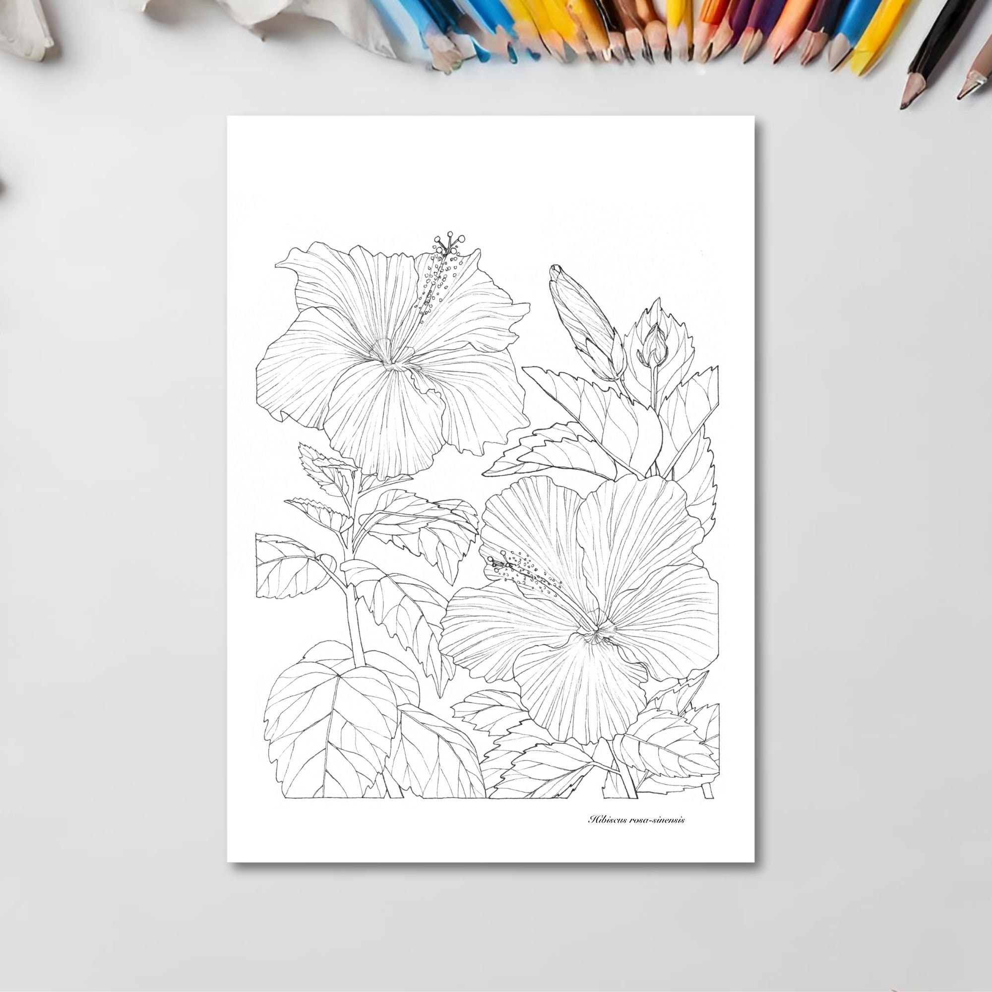 Hibiscus Flower Coloring Page - Printable Watercolor Coloring Page for ...