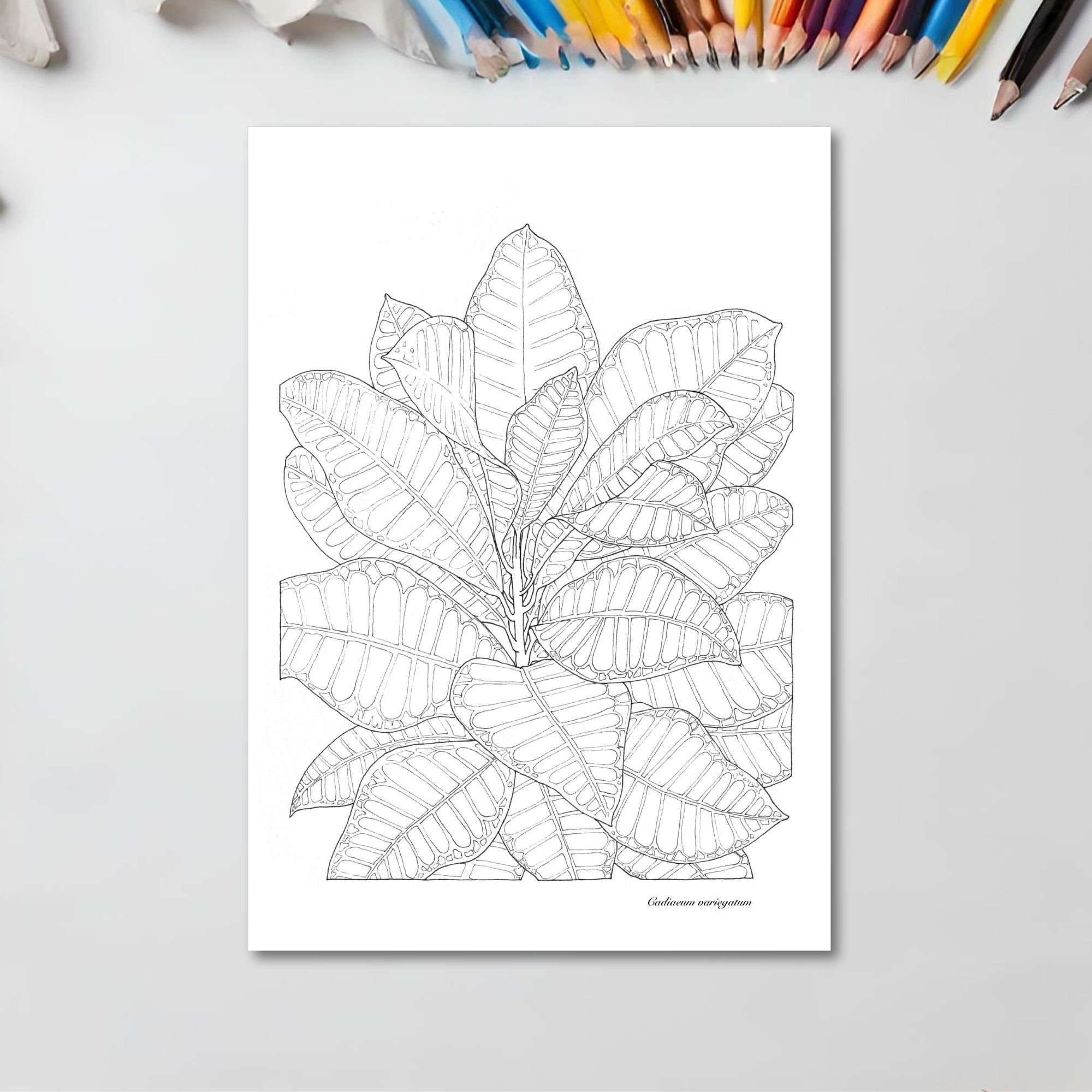 Croton Plant Coloring Page - Printable Watercolor Coloring Page for ...