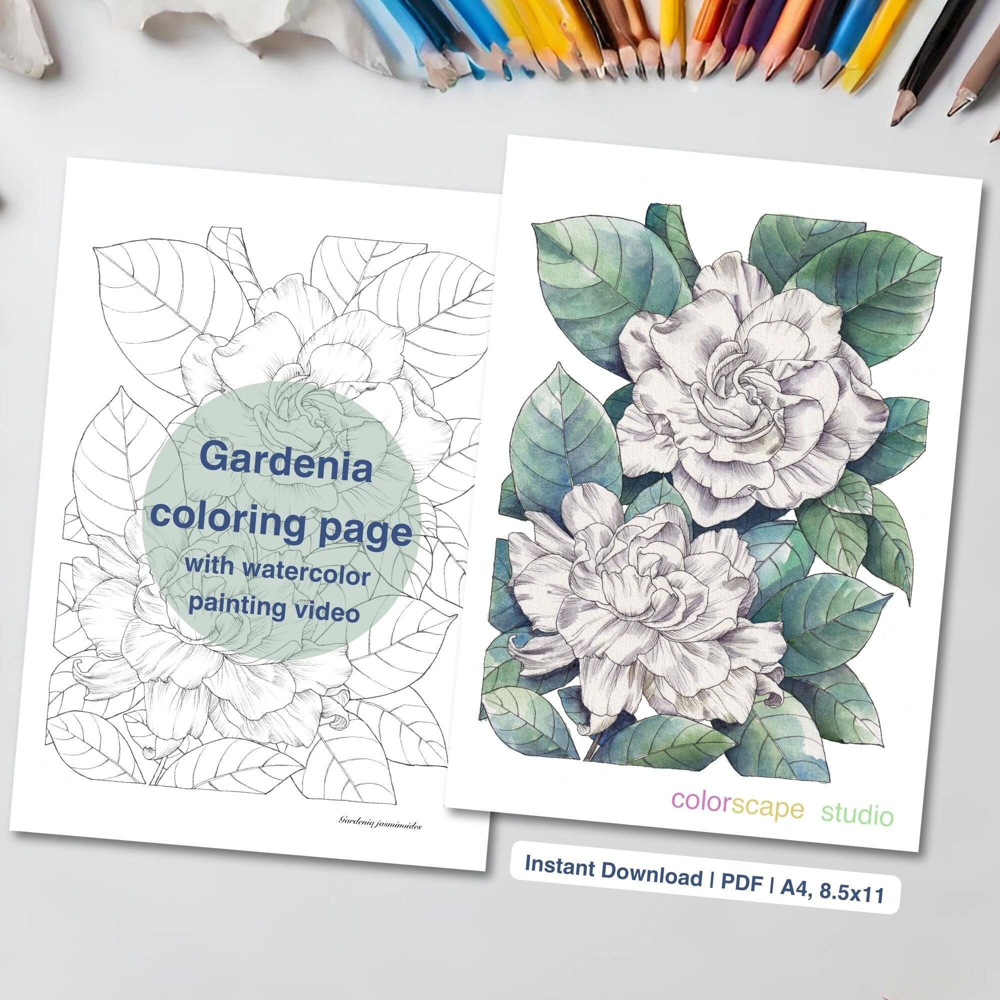 Gardenia Flower Coloring Page - Printable Watercolor Coloring Page for ...