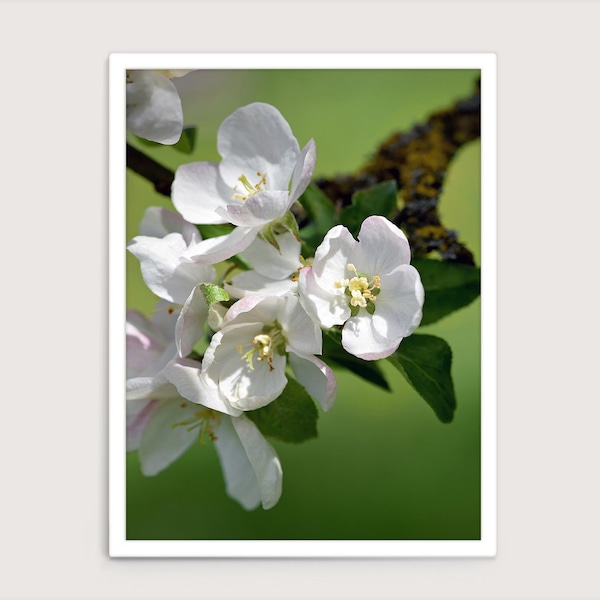 Apple tree blossom white petals macro, printable wall art, floral interior décor print, large vertical close-up nature, home office canvas