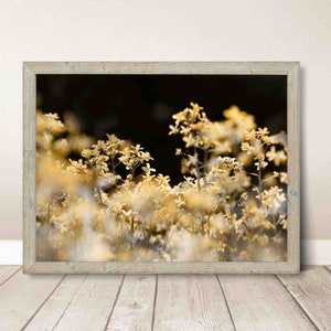 Pale yellow meadow flowers close-up macro scenery printable wall art, floral print minimalist interior home office decoration design photo