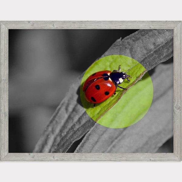 Red ladybug on green leaf, large macro photo, print for wall décor, printable wall art interior, black and white background nature closeup