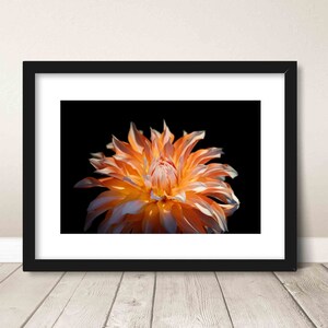 May include: A close-up of a vibrant orange and white dahlia flower with delicate petals against a black background.