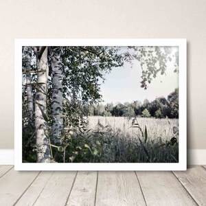Birch trees meadow grass summer day nature photo, printable wall art home office interior décor idea, peaceful rural rustic landscape view