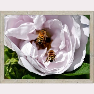 Op de afbeelding: Een ingelijste print met een close-up van een lichtroze roos met twee bijen. De bijen zijn bruin en zwart met gele strepen. De roos heeft veel zachte bloemblaadjes. De lijst is licht hout.
