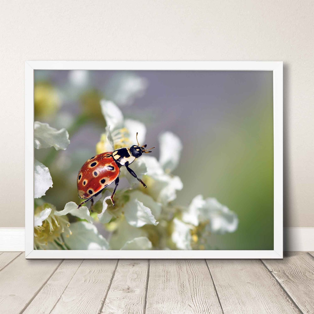 Nature Ladybug Beetle Macro Closeup Printable Wall Art, Modern Print ...