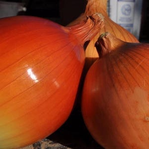 Yellow Sweet Spanish Onion Seeds | NON-GMO | Variety Sizes