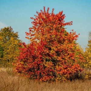 Black Cherry Tree Seeds – Hardy Prunus serotina