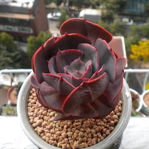Mixed Succulent Seeds | Rare Plants 100pcs