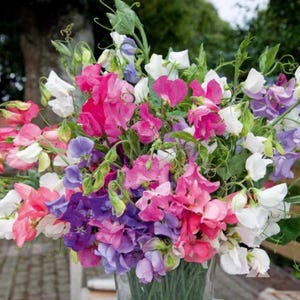 Bijou Mix Sweet Pea Seeds – Heirloom Non-GMO – Colorful & Fragrant Flowers