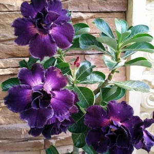 Purple Desert Rose Seeds – 4 Adenium Obesum Perennial Flower Seeds (US Seller)