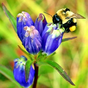 301+ Bottle Gentian Seeds – Perennial Native Wildflower for Shade Garden, Patio Containers, Pollinator-Friendly Plant