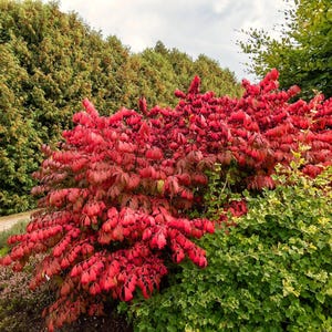 Live Dwarf Burning Bush – Euonymus Alatus Shrub in 3.5&quot; Pot