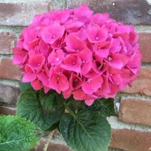 5 Pink Hydrangea Seeds – Perennial Garden Shrub Flower Seeds