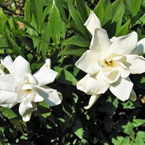 Frost Proof Gardenia – Live Starter Plant in 5L Pot (1 Healthy Plant)