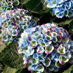 20 Hydrangea Flower Seeds – Rare Exotic Ball Bloom Garden Plant