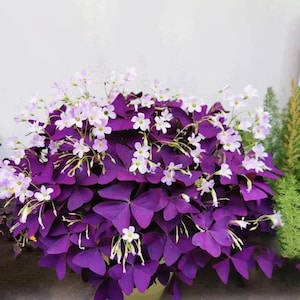 20Pcs Oxalis Bulbs – Purple Shamrocks Triangularis Lucky Lovely Planting Set