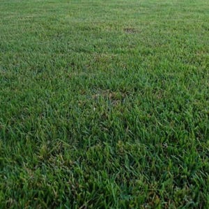 Zenith Zoysia Grass Seeds – 1000ct