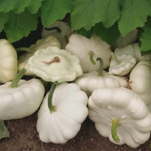 White Bush Scallop Summer Squash Seeds, NON-GMO, White Patty Pan