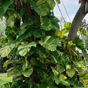 Giant Variegated Golden Pothos – Hawaiian Climbing Plant 3 Node Cutting