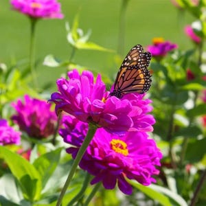50 Purple Prince Zinnia Seeds Non-GMO Butterfly Flower