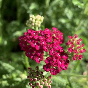 Pretty Pink Yarrow Plant | Live Achillea Millefolium Perennial