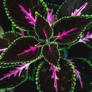 20 Coleus Seeds | Rare Color Mix | Variegated Foliage | Pink Black Green | Unique Garden Plant