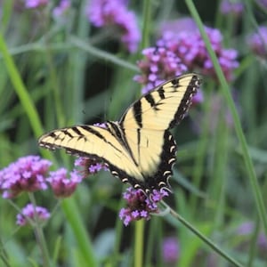Verbena Bonariensis Seeds – 500 Purple Perennial