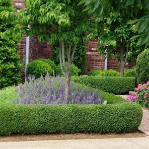 True Dwarf English Boxwood – Live Starter Plant (7M Pot)