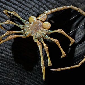 Facehugger Xenomorph Alien/Aliens