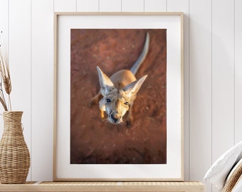 Czerwony kangur, wydruk ścienny, dzika przyroda Australii, kangur, sztuka ścienna, piasek, outback, wydruk fotograficzny, dekoracja ścienna, sypialnia, salon
